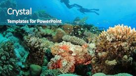  Presentation with tropical reef fish - PPT theme having divers in the red sea background and a teal colored foreground