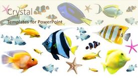  Presentation with bright white - Presentation theme consisting of diversity-of-bright-tropical-fish background and a cream colored foreground