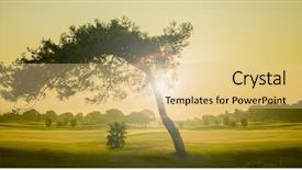  Presentation with pine - Presentation design having divine light - big pine tree background and a lemonade colored foreground