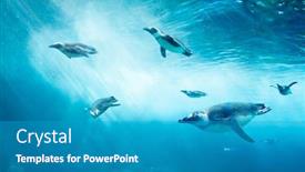  Presentation with ocean surface - Beautiful PPT layouts featuring diving penguin herd ocean underwater backdrop and a teal colored foreground