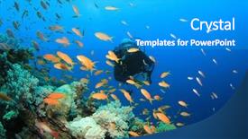  Presentation with coral reef - Slide set enhanced with coral reef with tropical fish background and a teal colored foreground