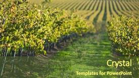  Presentation with catholic history santa maria - PPT theme with division - vineyard in santa maria california background and a tawny brown colored foreground