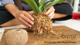  Presentation with home gardening - PPT theme consisting of diy-home-decoration-with-air background and a gold colored foreground