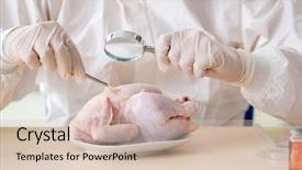  Presentation with gmo - Beautiful slide set featuring dna bird - lab assistant testing gmo chicken backdrop and a  colored foreground