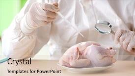  Presentation with gmo - Amazing PPT theme having dna bird - lab assistant testing gmo chicken backdrop and a  colored foreground
