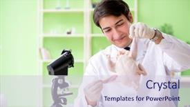  Presentation with gmo - Amazing slide deck having dna bird - lab assistant testing gmo chicken backdrop and a lemonade colored foreground