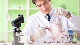  Presentation with gmo - Slide deck with dna bird - lab assistant testing gmo chicken background and a lemonade colored foreground