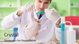  Presentation with gmo - Colorful PPT layouts enhanced with dna bird - lab assistant testing gmo chicken backdrop and a soft green colored foreground