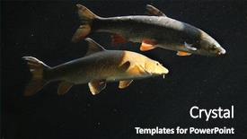  Presentation with safari park beautiful wildlife animal - Beautiful slide deck featuring dnepro - common nase chondrostoma nasus also backdrop and a  colored foreground