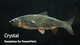  Presentation with animal - Beautiful PPT theme featuring dnepro - common nase chondrostoma nasus also backdrop and a  colored foreground