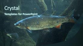  Presentation with safari park beautiful wildlife animal - PPT theme consisting of dnepro - common nase chondrostoma nasus also background and a  colored foreground