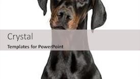  Presentation with doberman - Amazing PPT theme having doberman against isolated on white backdrop and a light gray colored foreground