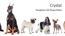  Presentation with pets - Audience pleasing presentation theme consisting of doberman dog - group of pets standing backdrop and a white colored foreground
