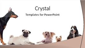  Presentation with pets - Cool new PPT theme with doberman dog - group of pets standing backdrop and a white colored foreground