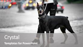  Presentation with doberman - Audience pleasing slides consisting of doberman dog with its owner backdrop and a gray colored foreground