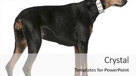  Presentation with doberman - Amazing PPT theme having doberman pinscher 9 years old standing in front of white background backdrop and a white colored foreground