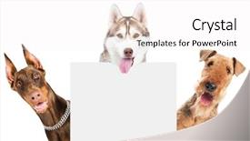  Presentation with heads - Cool new presentation with doberman pinscher and husky dog backdrop and a white colored foreground