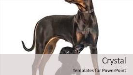  Presentation with doberman - Amazing slides having doberman pinscher black french bulldog backdrop and a light gray colored foreground