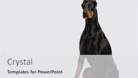 Presentation with doberman - PPT layouts with doberman-pinscher-dog-sitting-cutted background and a white colored foreground