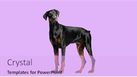  Presentation with doberman - Slides featuring doberman-pinscher-dog-standing background and a lavender colored foreground
