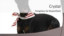  Presentation with doberman - Colorful presentation design enhanced with  backdrop and a  colored foreground