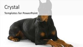  Presentation with doberman - PPT theme with doberman pinscher laying down isolated background and a white colored foreground