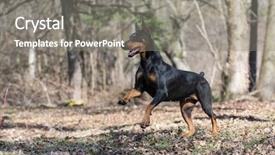  Presentation with doberman - PPT theme with doberman pinscher running background and a gray colored foreground
