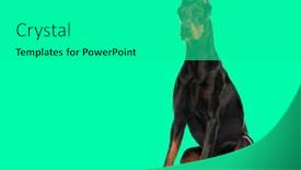 Presentation with doberman - Slide deck with doberman-pinscher-sitting-isolated background and a gray colored foreground
