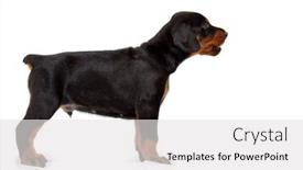  Presentation with doberman - PPT theme with doberman puppy in profile isolated background and a light gray colored foreground