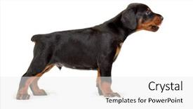  Presentation with doberman - Beautiful slide deck featuring doberman puppy reaches ahead profile backdrop and a white colored foreground