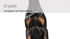  Presentation with doberman - PPT theme consisting of doberman sitting against white background background and a light gray colored foreground