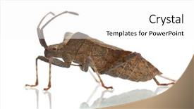  Presentation with dock - PPT theme featuring dock bug coreus marginatus background and a white colored foreground