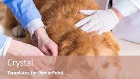  Presentation with vet - Amazing slide set having doctor-and-assistant-checking-up backdrop and a coral colored foreground