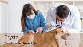  Presentation with vet - Amazing presentation having doctor-and-assistant-checking-up backdrop and a coral colored foreground