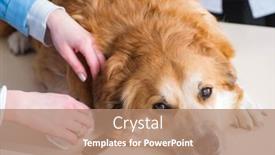  Presentation with vet - Cool new PPT theme with doctor-and-assistant-checking-up backdrop and a coral colored foreground