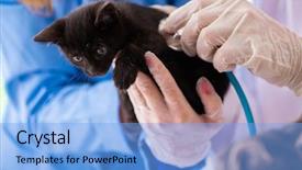  Presentation with vet - Cool new PPT layouts with doctor and assistant in vet backdrop and a light blue colored foreground