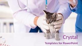  Presentation with holistic clinic - Theme consisting of animal teamwork - doctor and assistant in vet background and a sky blue colored foreground