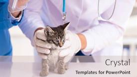  Presentation with vet - PPT theme featuring doctor-and-assistant-in-vet background and a soft green colored foreground