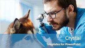  Presentation with husky - Amazing presentation theme having doctor checking ears of husky backdrop and a teal colored foreground