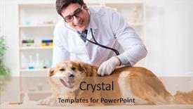  Presentation with golden - Presentation design having doctor examining golden retriever dog background and a  colored foreground