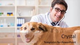  Presentation with golden - Cool new slide deck with doctor examining golden retriever dog backdrop and a coral colored foreground