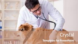  Presentation with golden - PPT theme enhanced with doctor examining golden retriever dog background and a coral colored foreground
