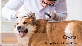  Presentation with metabolic syndrome doctor examining - PPT layouts having doctor examining golden retriever dog background and a coral colored foreground