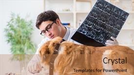  Presentation with sick dog - Amazing slides having doctor examining golden retriever dog backdrop and a coral colored foreground