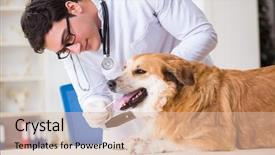  Presentation with golden - Audience pleasing presentation theme consisting of doctor examining golden retriever dog backdrop and a lemonade colored foreground