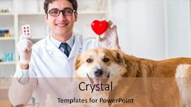  Presentation with golden - Presentation design featuring doctor examining golden retriever dog background and a  colored foreground