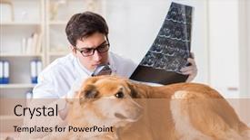  Presentation with golden - Amazing presentation design having doctor examining golden retriever dog backdrop and a coral colored foreground