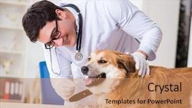  Presentation with golden - Beautiful PPT layouts featuring doctor examining golden retriever dog backdrop and a  colored foreground