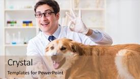  Presentation with golden - PPT theme with doctor examining golden retriever dog background and a coral colored foreground
