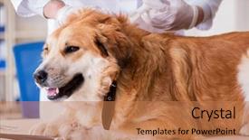  Presentation with golden - Amazing presentation theme having doctor examining golden retriever dog backdrop and a coral colored foreground